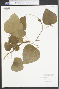 Smilax walteri image