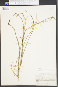 Stenanthium gramineum image