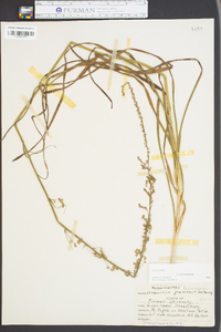 Stenanthium gramineum image