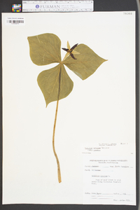 Trillium erectum image