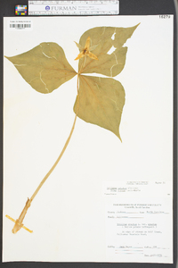 Trillium erectum image