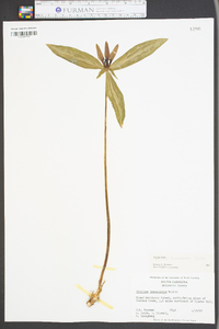 Trillium lanceolatum image