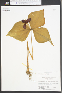 Trillium vaseyi image