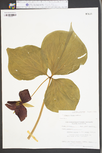 Trillium vaseyi image