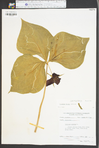 Trillium vaseyi image