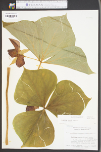 Trillium vaseyi image