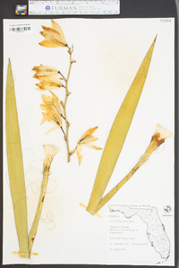 Yucca flaccida image