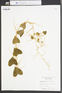 Dioscorea villosa var. floridana image