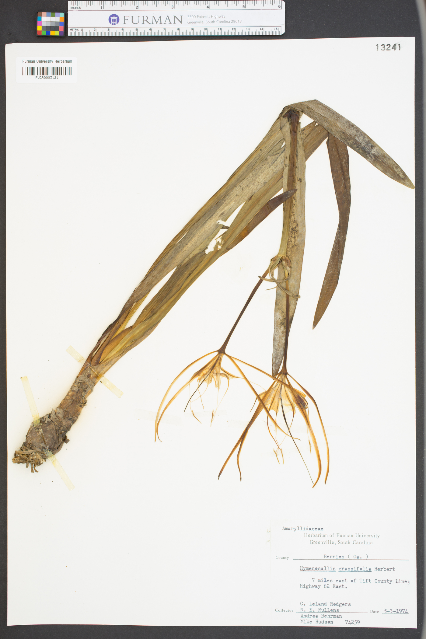 Hymenocallis crassifolia image