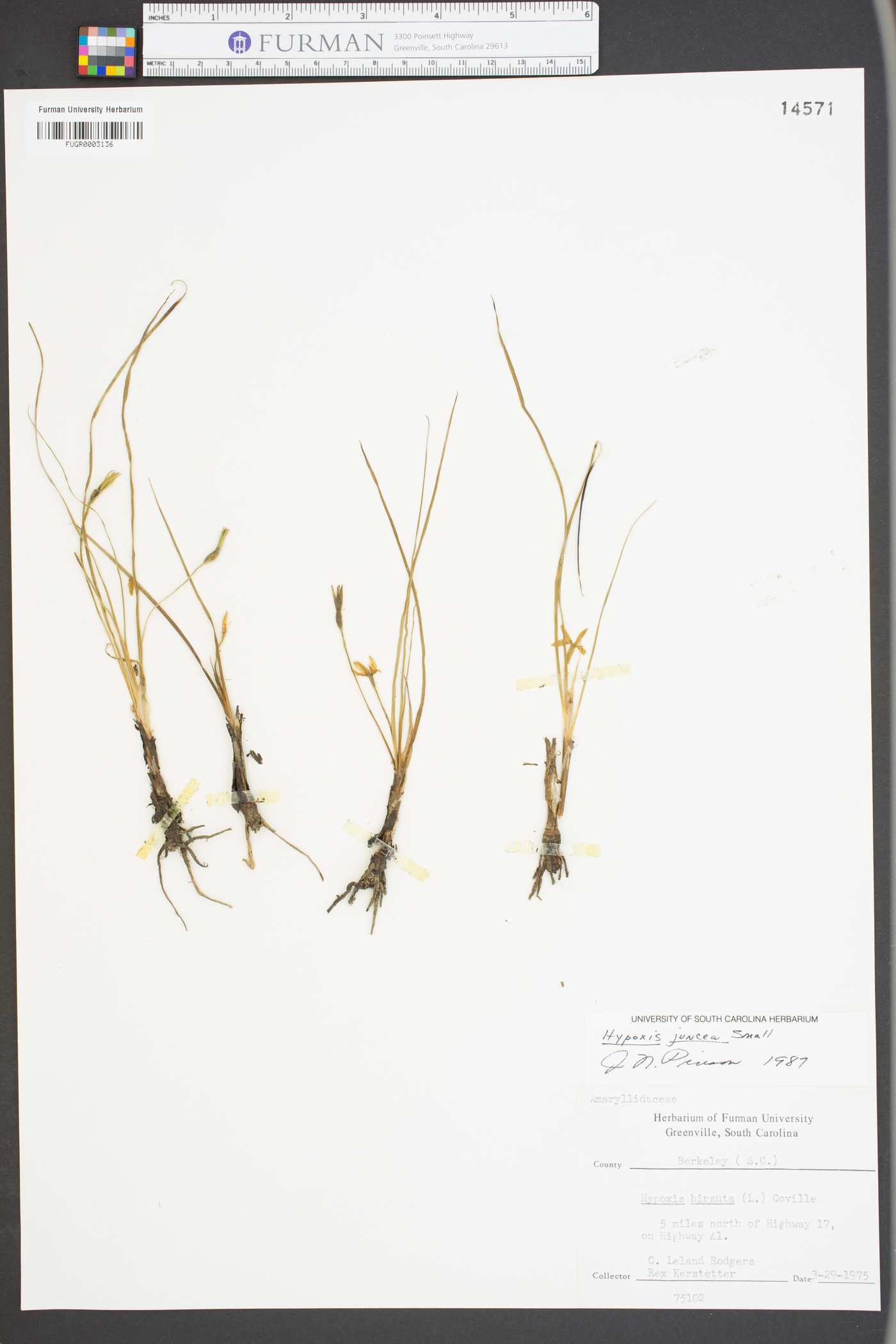 Hypoxis wrightii image