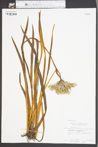 Lachnanthes caroliniana image