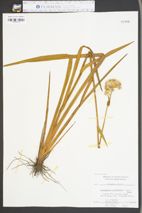 Lachnanthes caroliniana image