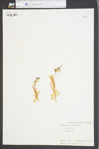Iris carolina image