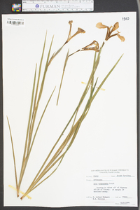 Iris tridentata image