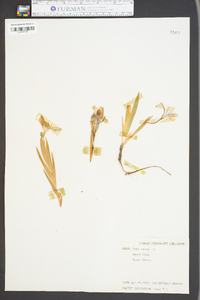 Iris verna image