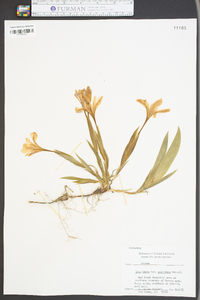 Iris verna var. smalliana image