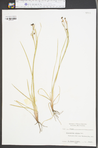 Sisyrinchium albidum image