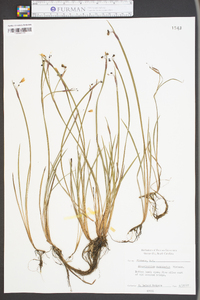 Sisyrinchium mucronatum image