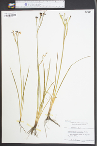 Sisyrinchium mucronatum image