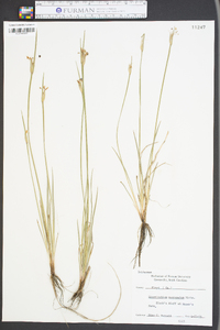 Sisyrinchium mucronatum image