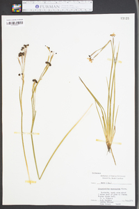 Sisyrinchium mucronatum image