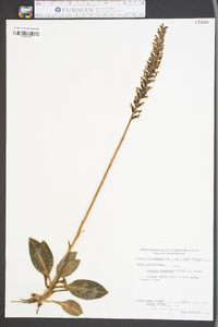 Goodyera pubescens image