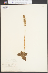 Goodyera pubescens image