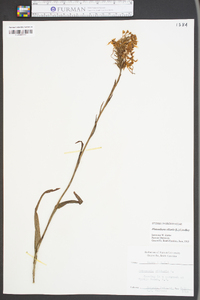 Platanthera ciliaris image