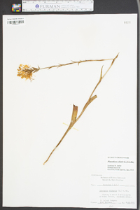 Platanthera ciliaris image