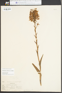 Platanthera ciliaris image