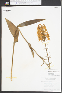 Platanthera ciliaris image