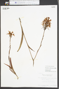 Platanthera ciliaris image