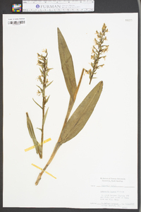 Platanthera lacera image