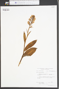 Platanthera psycodes image