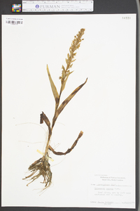 Habenaria repens image