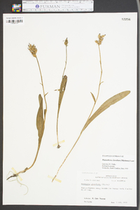 Platanthera clavellata image