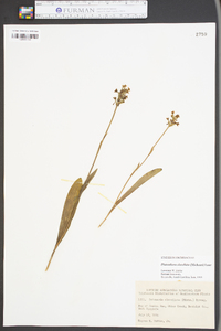 Platanthera clavellata image