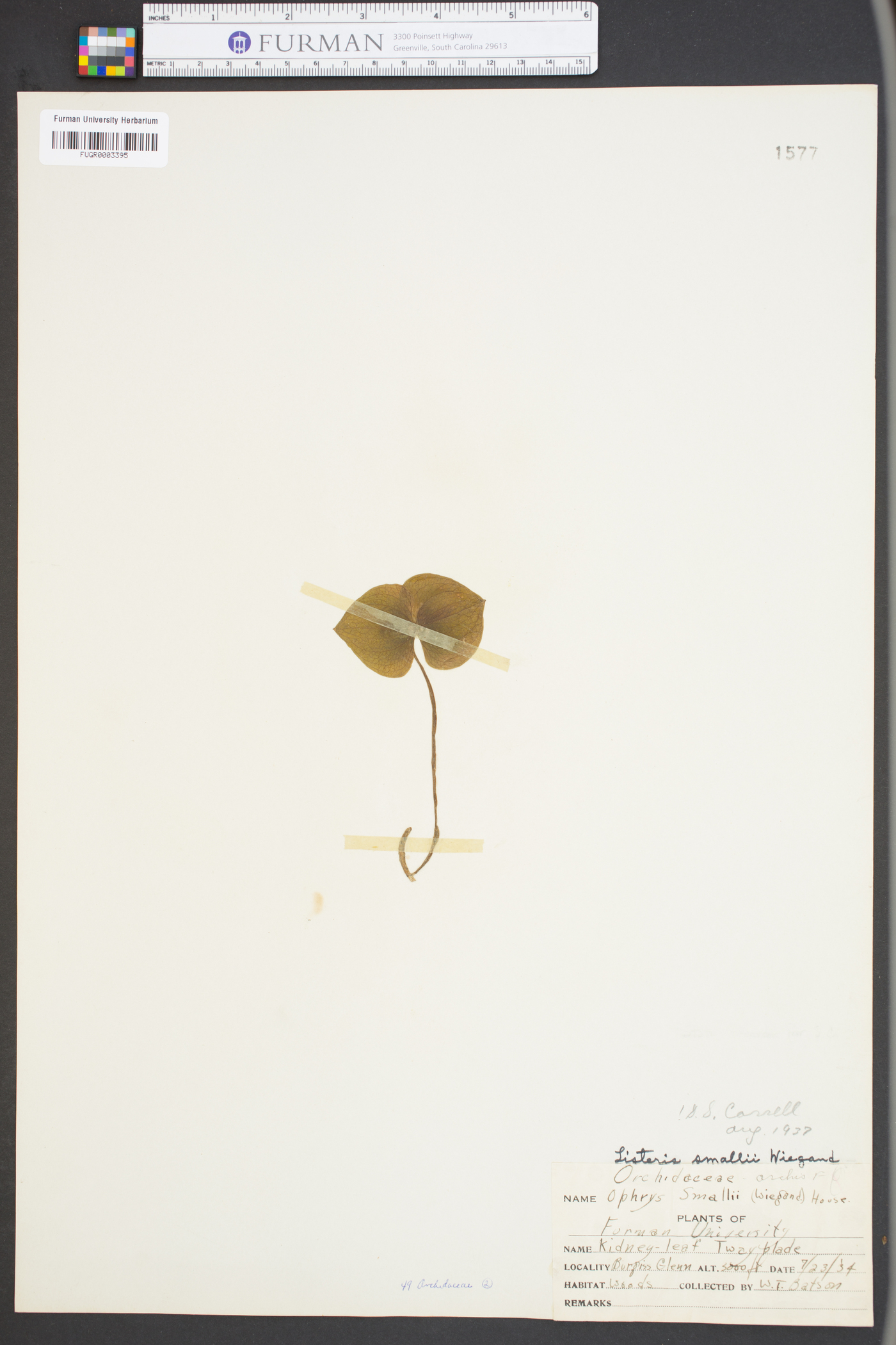 Listera smallii image