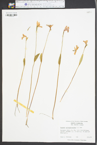 Pogonia ophioglossoides image