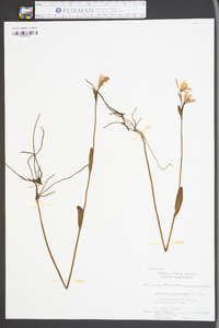 Pogonia ophioglossoides image