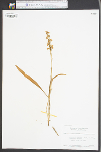 Spiranthes praecox image