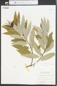 Salix sericea image