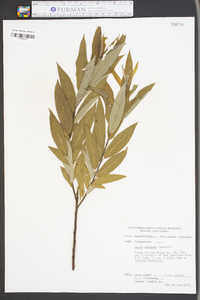 Salix sericea image