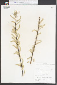 Salix sericea image