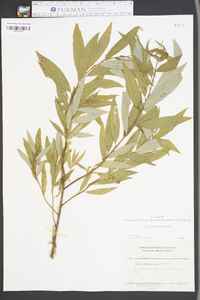 Salix sericea image