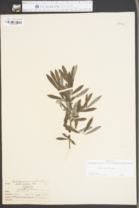 Salix tristis image