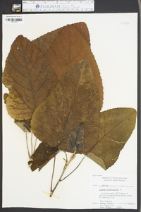 Populus heterophylla image