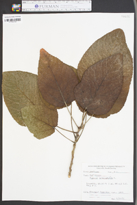 Populus heterophylla image