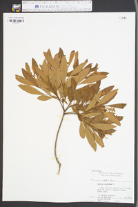 Myrica cerifera image