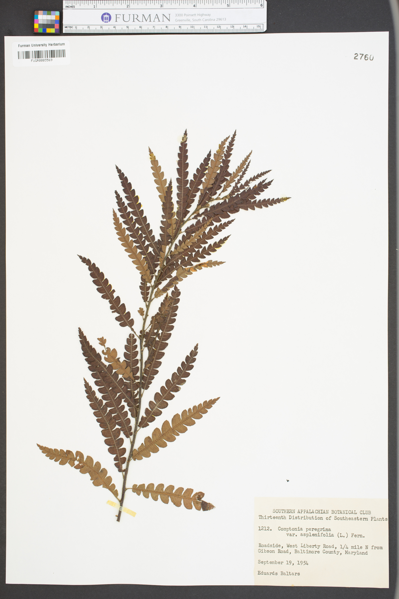 Comptonia peregrina var. aspleniifolia image